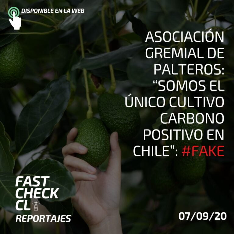 Read more about the article Asociaci贸n Gremial de Palteros: 鈥淪omos el 煤nico cultivo carbono positivo en Chile鈥� #Fake
