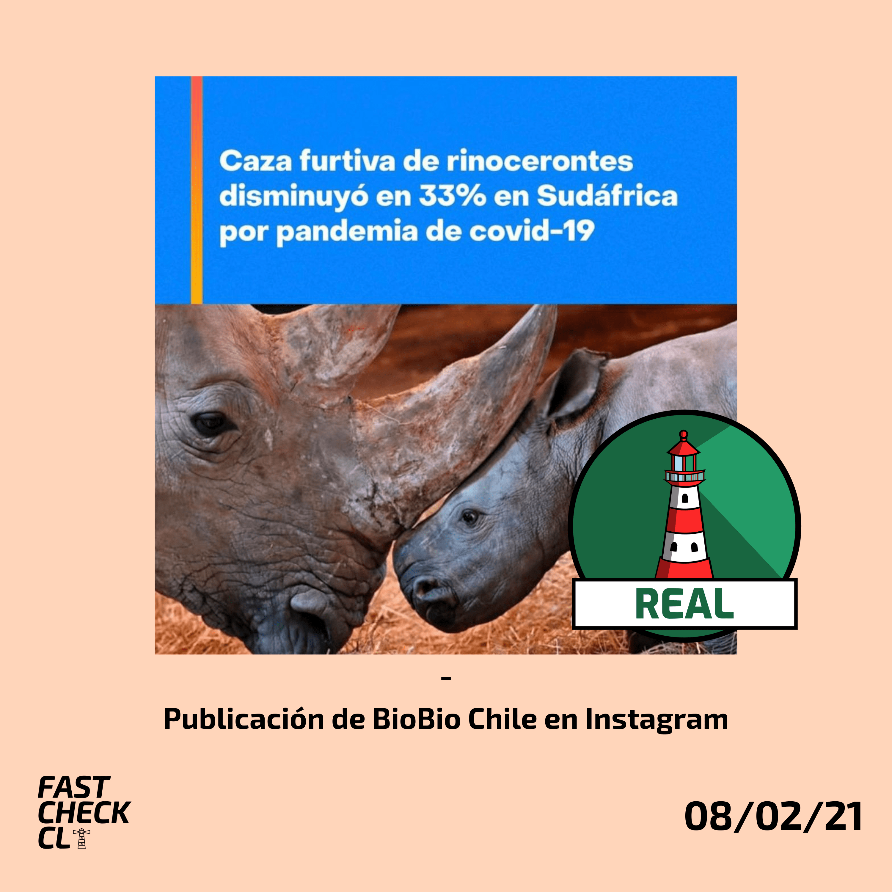 Read more about the article “Caza furtiva de rinocerontes disminuyó en 33% en Sudáfrica por pandemia de Covid-19”: #Real