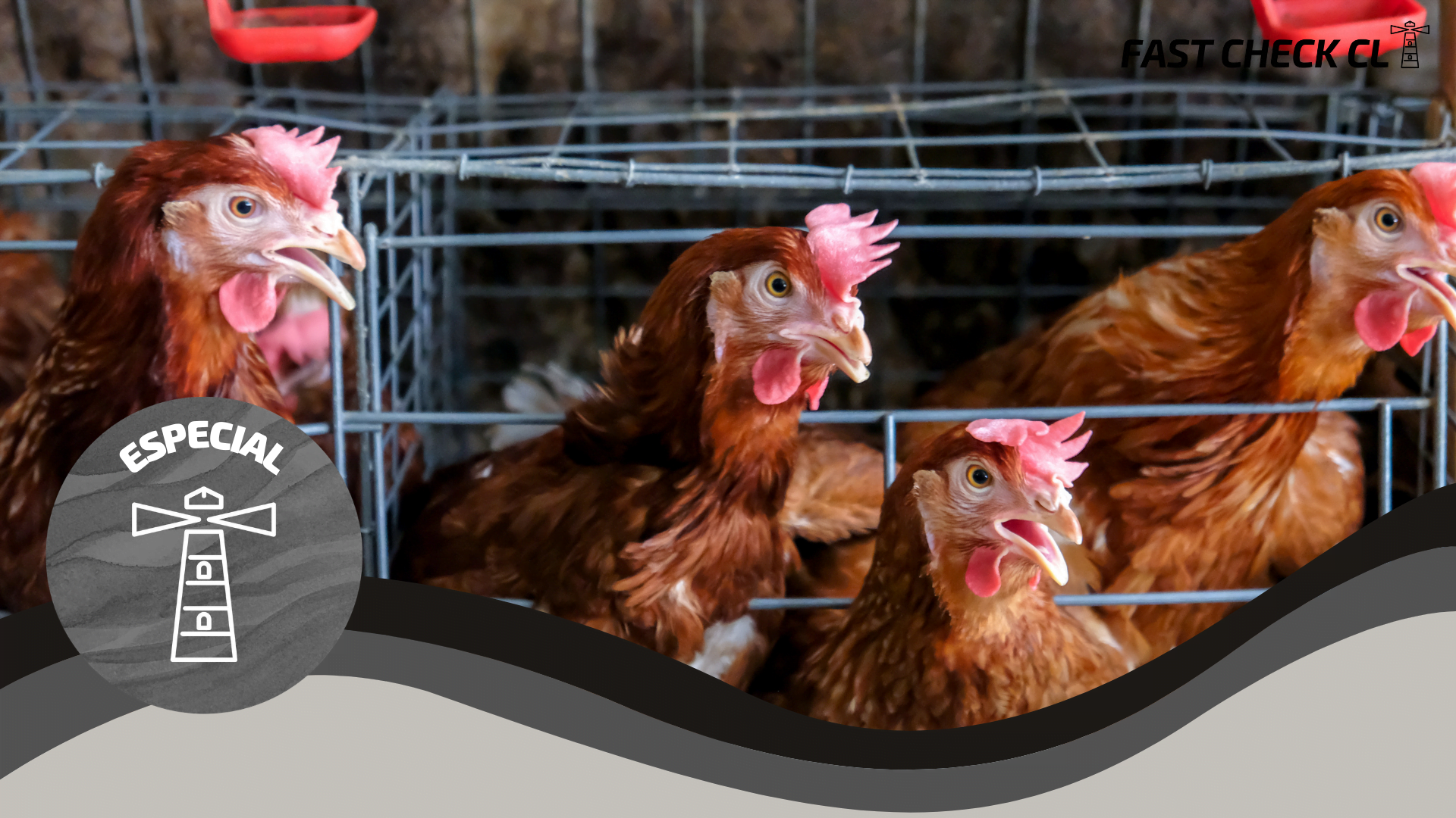 Rusia Casos De Gripe Aviar A H5n8 En Humanos Fast Check Cl