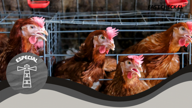 Read more about the article Rusia: Casos de gripe aviar A (H5N8) en humanos