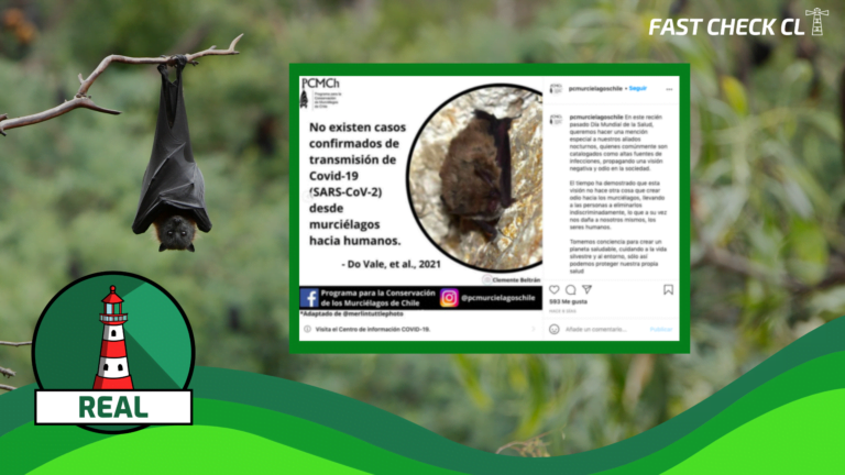 Read more about the article Los murciélagos tienen una historia de coexistencia segura con seres humanos, no existiendo casos confirmados de transmisión de Covid-19 desde la especie hacia humanos: #Real