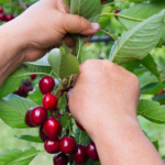 ¿Qué es el cherry picking?