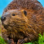 ¡Invasión de castores! La plaga que podría acabar con los bosques del sur de Chile