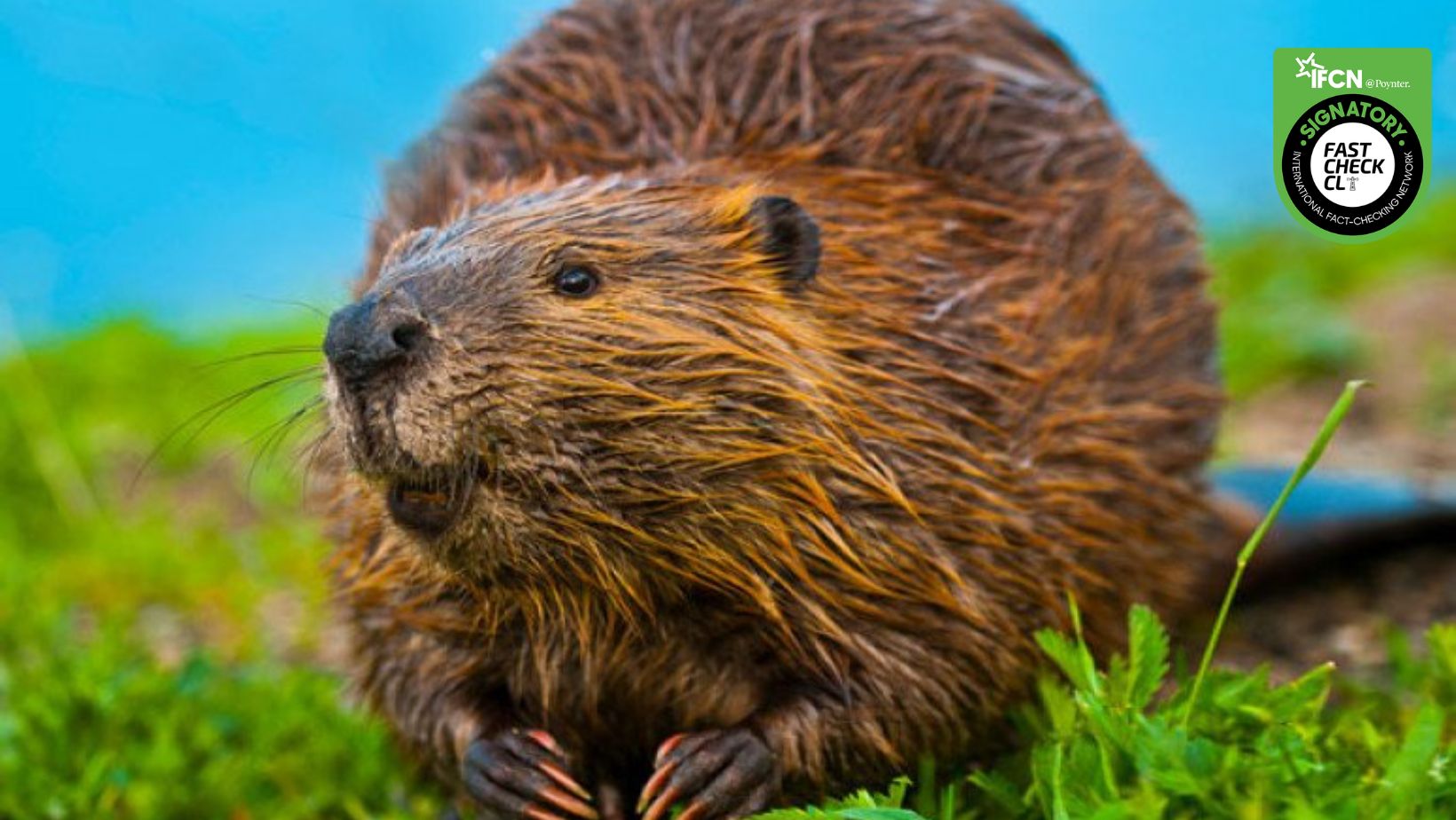 You are currently viewing ¡Invasión de castores! La plaga que podría acabar con los bosques del sur de Chile