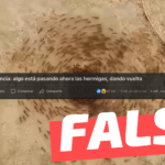 (Video) “Algo está pasando ahora con las hormigas dando vuelta”: #Falso
