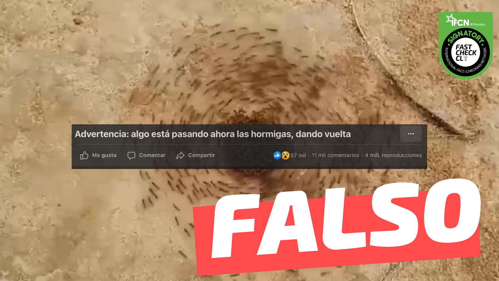 You are currently viewing (Video) “Algo está pasando ahora con las hormigas dando vuelta”: #Falso