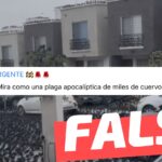 (Video) “Mira como una plaga apocalíptica de miles de cuervos invaden Japón”: #Falso