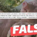 (Imagen) “Una cerda parió una criatura horrible. La verdad del bebé cerdo que vivía en una granja y lo tenían oculto”: #Falso