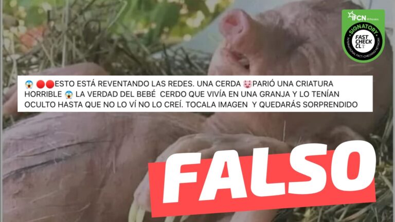 Read more about the article (Imagen) “Una cerda parió una criatura horrible. La verdad del bebé cerdo que vivía en una granja y lo tenían oculto”: #Falso