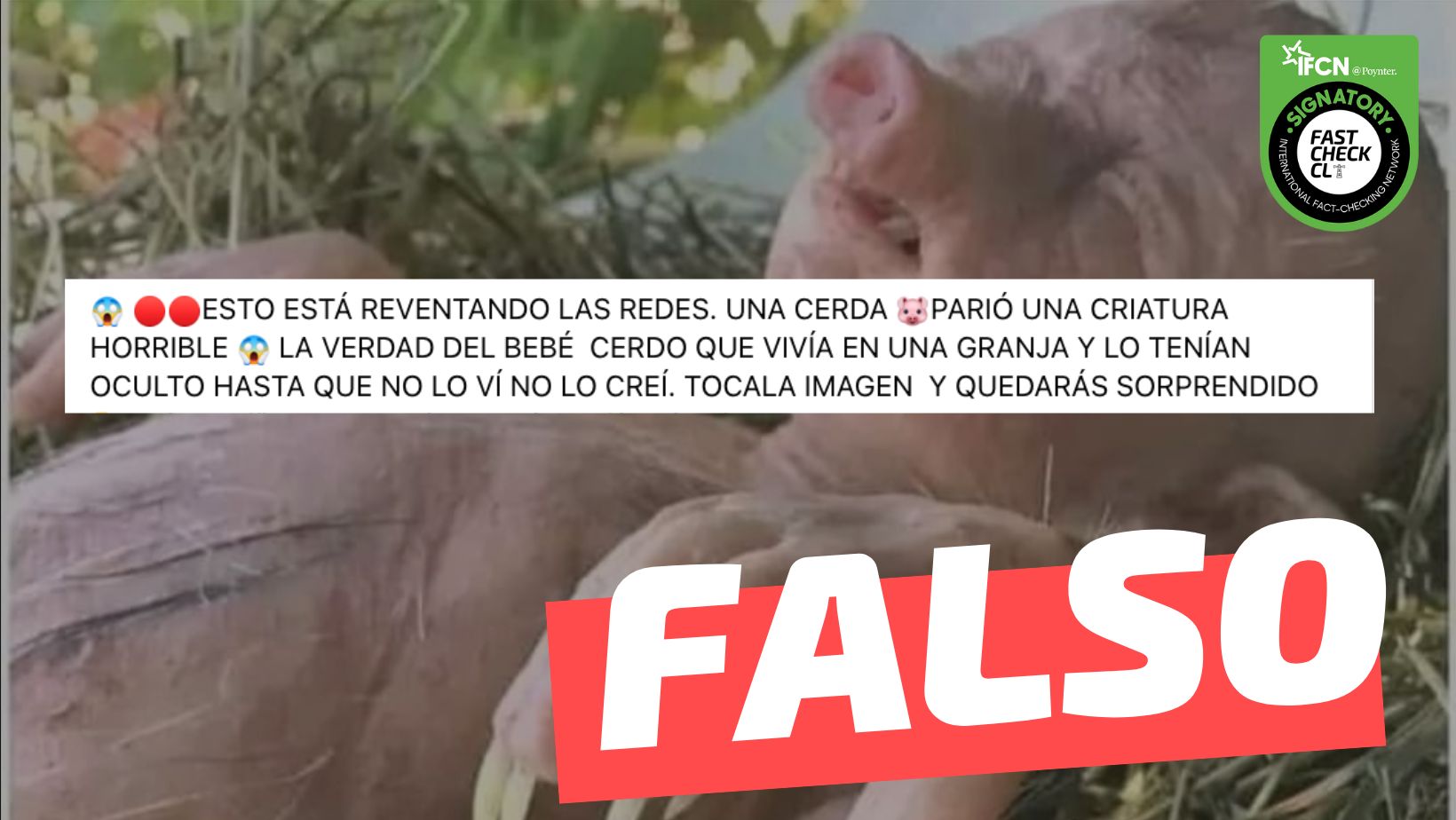 You are currently viewing (Imagen) “Una cerda parió una criatura horrible. La verdad del bebé cerdo que vivía en una granja y lo tenían oculto”: #Falso
