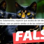(Imagen) “Felix Onka Salamandra”: #Falso
