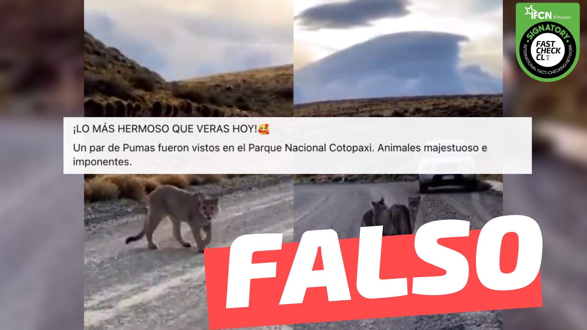 You are currently viewing (Video) “Un par de pumas fueron vistos en el Parque Nacional Cotopaxi (Ecuador)”: #Falso