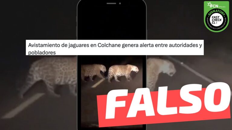 Read more about the article (Video) “Dos jaguares fueron filmados cruzando una ruta rural entre Chusmiza y Colchane, en la región de Tarapacá”: #Falso