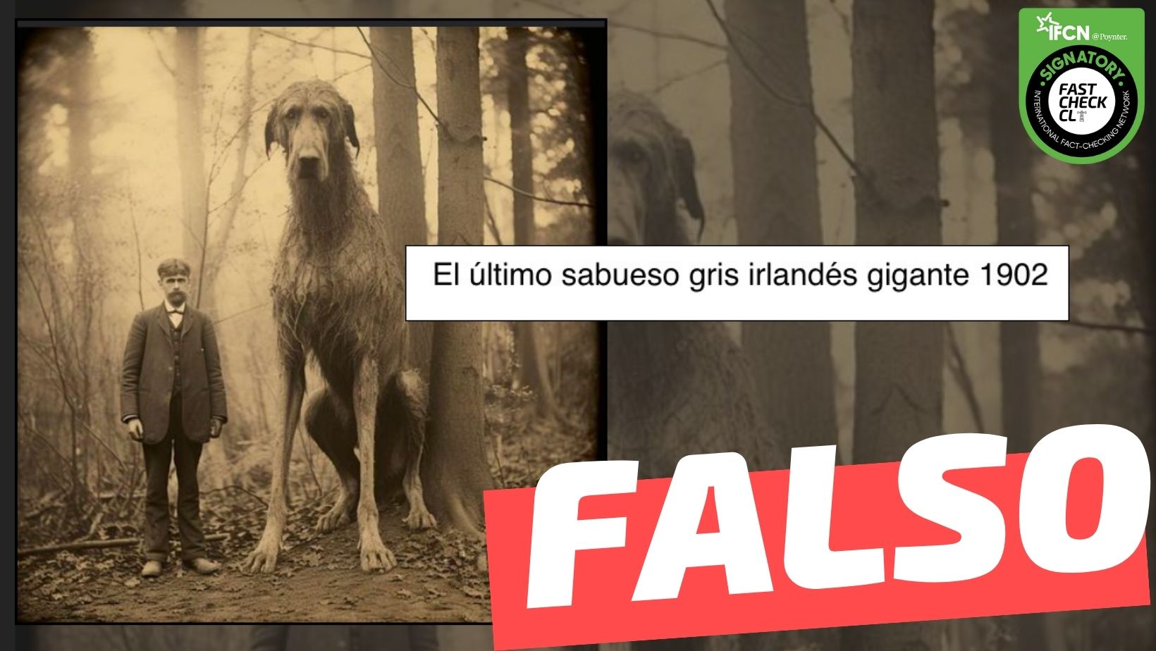 You are currently viewing (Imagen) “El último sabueso gris irlandés gigante 1902”: #Falso