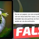 (Imagen) “No es un pájaro, es una orquídea que solo se ve en Asia”: #Falso