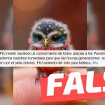 (Imagen) “Nuestro Fiu recién naciendo”: #Falso