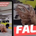 (Video) “Este gigantesco animal fue la señal de la catástrofe en New York”: #Falso