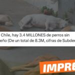 “En Chile, hay 3.4 millones de perros sin dueño, de un total de 8.3 millones”: #Impreciso