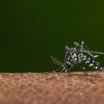 Según informe del Minsal: existen 135 casos de Dengue en Chile continental 