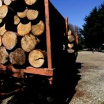 Desarticulan grupo dedicado al robo y venta ilegal de madera en Collipulli: poseían tres aserraderos móviles 