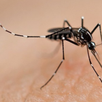 ¿Qué es el dengue?: la enfermedad viral que acecha Argentina y que pone en alerta a las autoridades chilenas