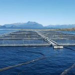 Declaran quiebra de salmonera Nova Austral: proveedores denuncian “estipulaciones abusivas y discriminatorias”