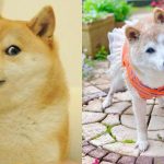 La historia de Kabosu: la icónica perrita detrás del meme “Doge” y la criptomoneda “Dogecoin” que falleció a los 18 años