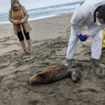Perros atacan a lobo marino en Curiñanco: Sernapesca debió aplicar protocolo de eutanasia