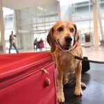 Certificado para viajar con mascotas fuera del país: SAG anuncia que el documento puede obtenerse de manera digital