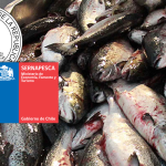 Contraloría apunta al sistema de fiscalización de Sernapesca por sobreproducción: tablas excel con datos hechos por las mismas salmoneras