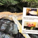 Preinforme concluye que ballena hallada muerta en Aysén tiene marcas de “redes asociadas a la infraestructura de las granjas de salmones”