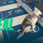 Es real que hay un estacionamiento para perros en un mall de México